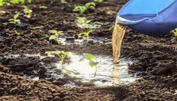  Unleashing the Potential of Liquid Fertilizers: A Modern Approach to Crop Nutrition