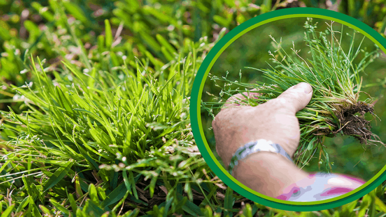 Unleashing the Green: A Guide to Choosing and Using Lawn Weed Killers