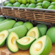 Detailed Project Report on Avocado Processing Plant 2024: Machinery and Raw Materials