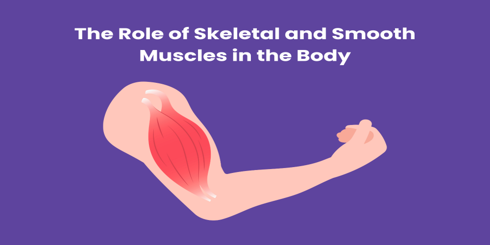 The Role of Skeletal and Smooth Muscles in the Body