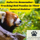 Safari to Remember: Tracking Red Pandas in Their Natural Habitat