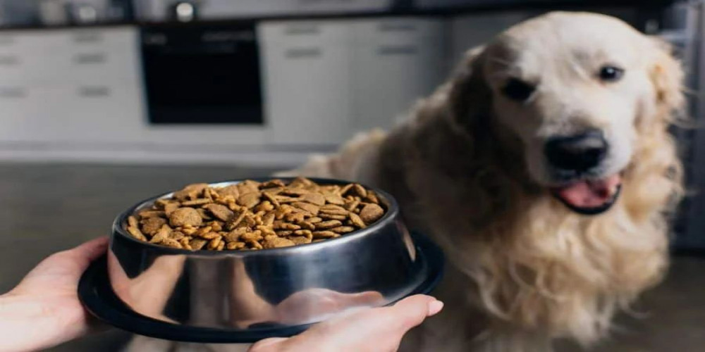 Unveiling the Secrets of Quality Dog Food