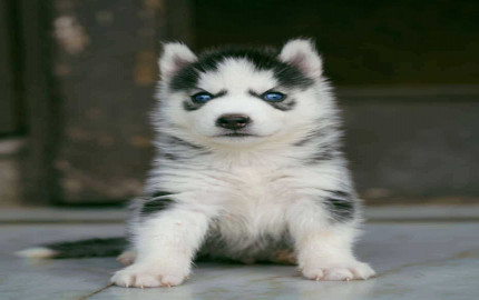 Exploring the Charisma of Siberian Husky Puppies for Sale in Ahmedabad