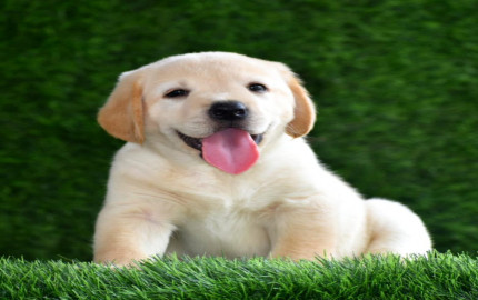Exploring the Charm of Golden Retriever Puppies for Sale in Ahmedabad
