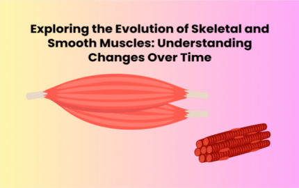 Exploring the Evolution of Skeletal and Smooth Muscles: Understanding Changes Over Time
