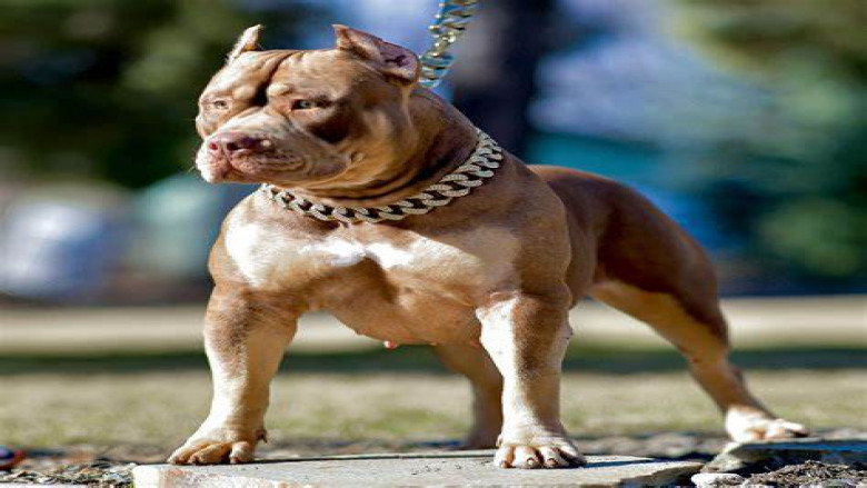 Your Ideal Canine Companion: Tips for Choosing the Right American Bully for Sale