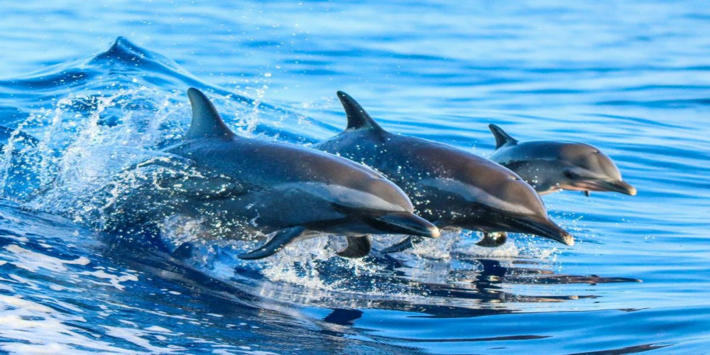Unveiling the Beauty of Maafushi: Maafushi Naufragio y Esnorquel con Tiburones Nodriza con Observacion de Delfines