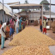Cashew Nut Processing Plant Project Report 2024: Raw Materials, Investment Opportunities, Cost and Revenue
