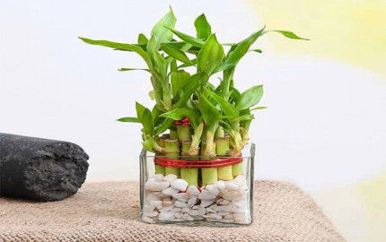 Two-layer Bamboo Plant Care