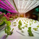 Horticulture LED Lighting Market Growth, Trends & Regional Analysis Report to 2032