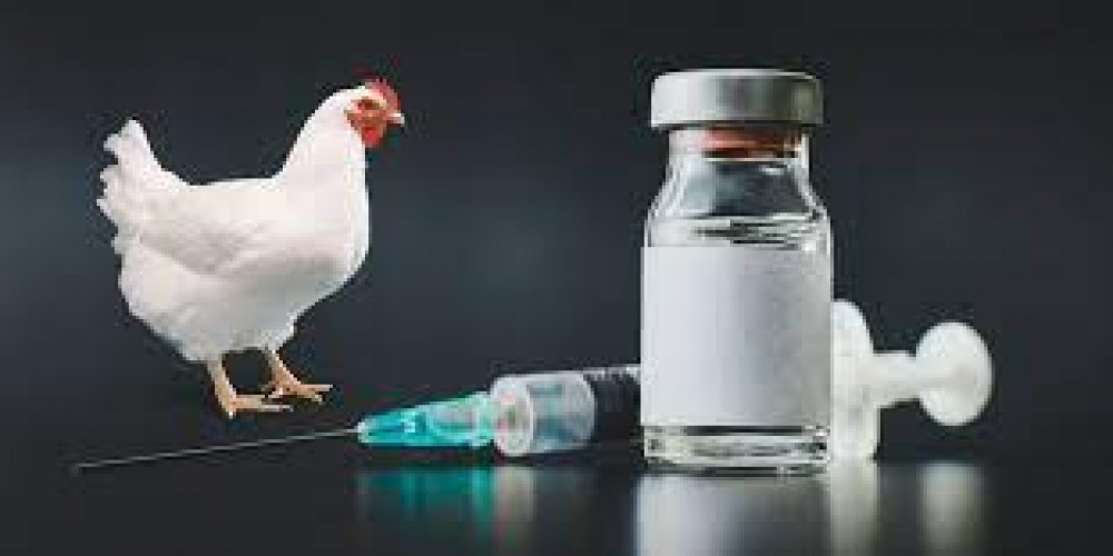 Poultry Vaccine Market Size, Share Analysis, Key Companies, and Forecast To 2030