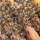 The Honey Bee's Reverence: Exploring Cultural Significance and the Role of Top Natural Honey and Mustard Honey Exporters in Honey Bee-Friendly Gardening