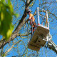 Tree Surgeon Norwich: The Ultimate Guide to Professional Tree Care