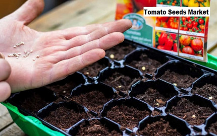 Tomato Seeds Market to Grow with a CAGR of 7.29% through 2029