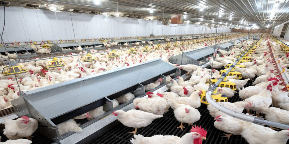 Saudi Arabia Poultry Market Statistics and Research Analysis Detailed in Latest Research Report to 2024-2032