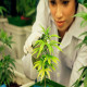  Thailand Medical Cannabis Market Share is expected to grow annually by 46.4% (CAGR 2024-2032)
