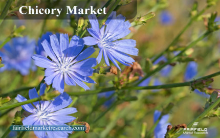 Chicory Market Insights, Growth and Investment Feasibility By 2030