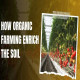How Organic Farming Enrich The Soil