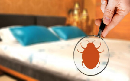Bed Bug Life Cycle and Behavior: A Comprehensive Overview