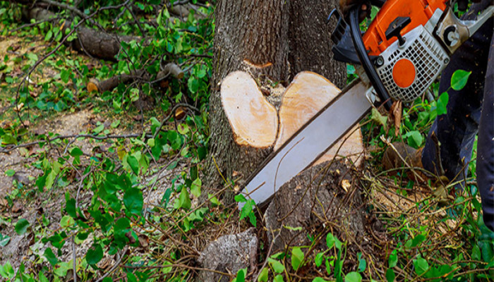  How Tree Care Services Ensure You Pick The Perfect Trees For Planting