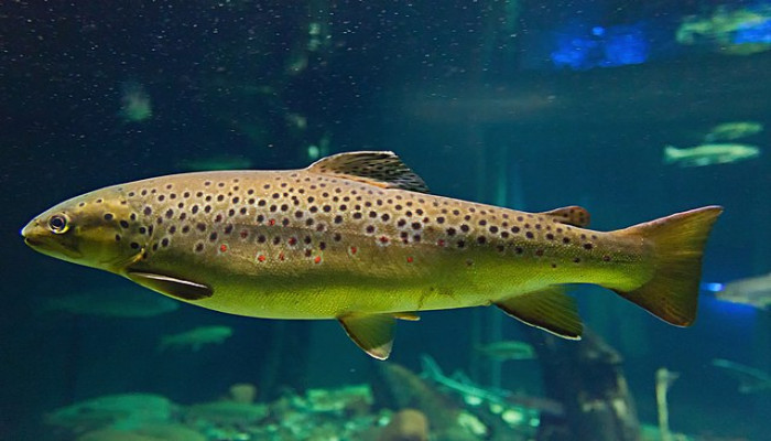 Trout Market Size, Share, Growth Strategies, Outlook & Report 2024-2032