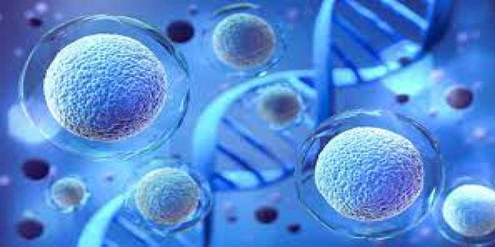 Cell Therapy Market Growth, Size, Share, Forecast 2024-2032