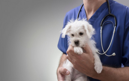 Companion Animal Health Market Insights, Trends, Growth, Forecast, and Report 2024-2032