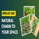 Chipkali Bel Plant: Adding Natural Charm to Your Space