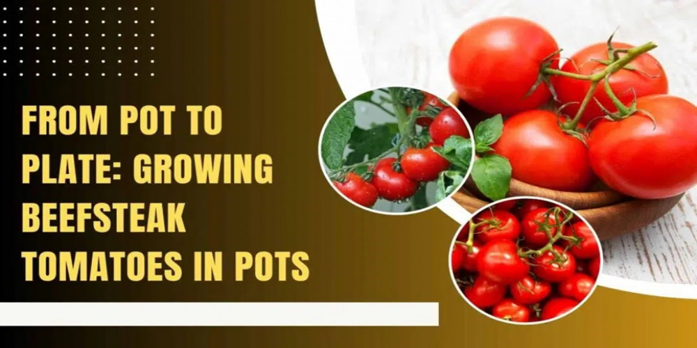 From Pot to Plate: Growing Beefsteak Tomatoes in Pots
