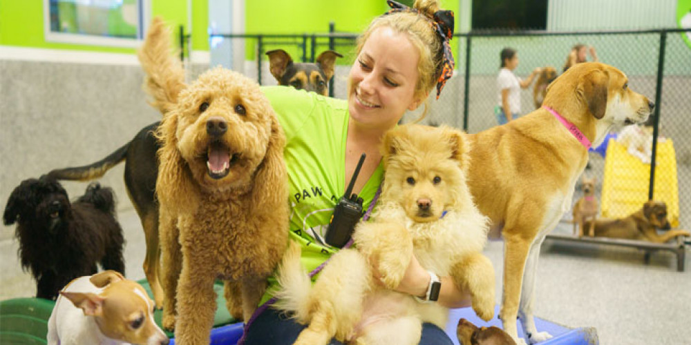 A Day in the Life at Dog Daycare: What to Expect in Encinitas: