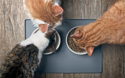 Cat Food Market Share, Size, Trends, Growth Rate, Demand, Opportunities 2024-2032