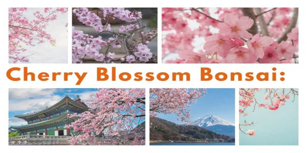 Cherry Blossom Bonsai: Capturing the Essence of Spring