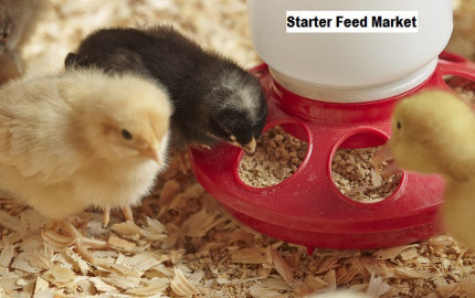 Starter Feed Market to Grow with a CAGR of 4.58% Globally