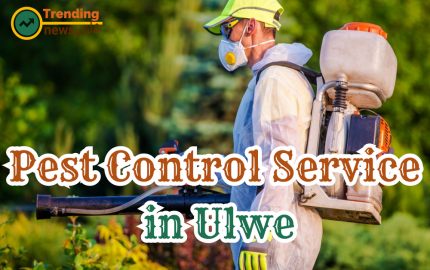 Upholding Hygiene: Professional Pest Control Services in Ulwe