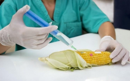 Genetically Modified Food Safety Testing Market: Unveiling Competition, Size, and Robust Growth Prospects Through 2028 - TechSci Research Analysis