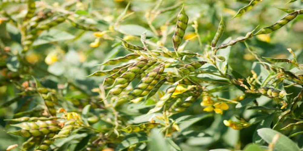 Pigeon Pea Market Size, Share, Growth Opportunities and Business Statistics 2024-2032