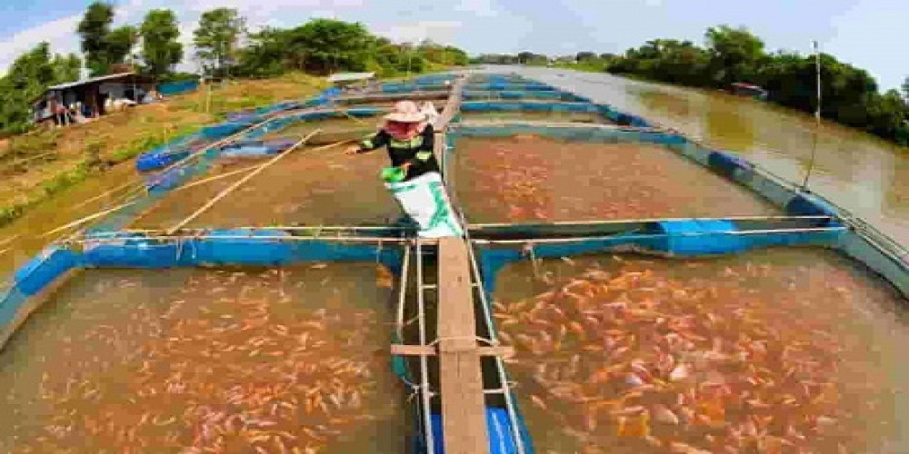 Fish Farming Manufacturing Plant Project Report 2024: Manufacturing Process, Raw Materials, Cost and Revenue