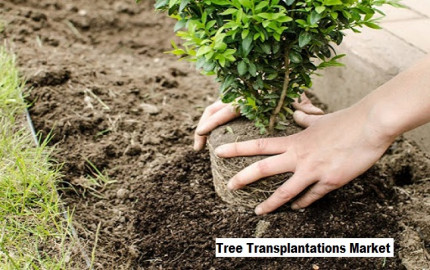 Tree Transplantations Market Growth Driven By Growing Interest In Horticulture