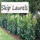 Skip Laurels: The Evergreen Shrubs for Your Garden