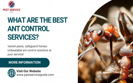 What Are the Best Ant Control Services?