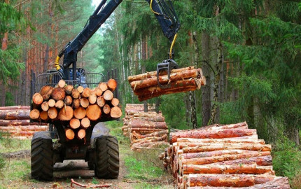 Navigating Market Trends: Size, Share, and Forecast of Forestry and Logging