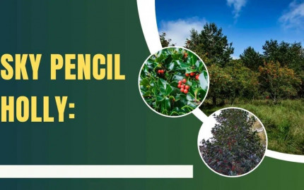 Sky Pencil Holly: Adding Graceful Elegance to Your Garden