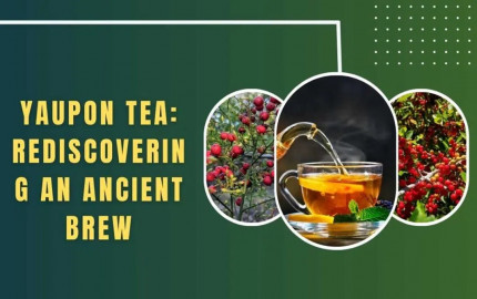 Yaupon Tea: Rediscovering an Ancient Brew