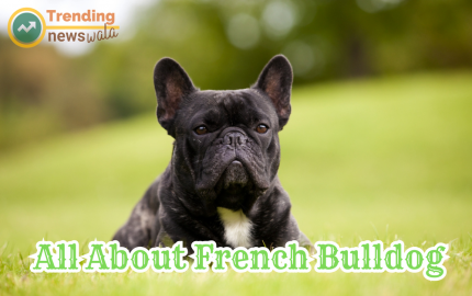 All About French Bulldogs: A Guide to this Charming Canine Companion