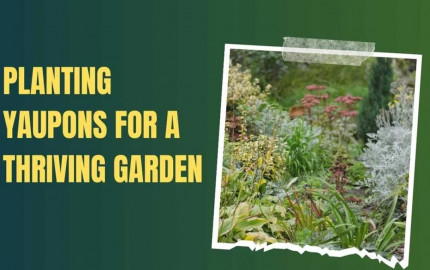 Planting Yaupons for a Thriving Garden: