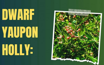 Dwarf Yaupon Holly: A Petite Evergreen Treasure