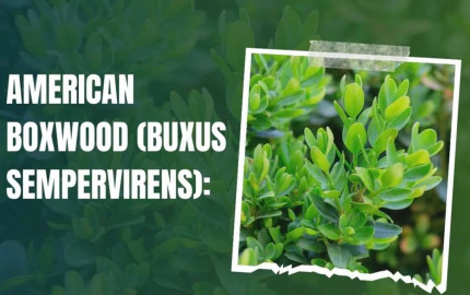 American Boxwood(Buxus sempervirens): A Classic Evergreen Shrub for UK Gardens