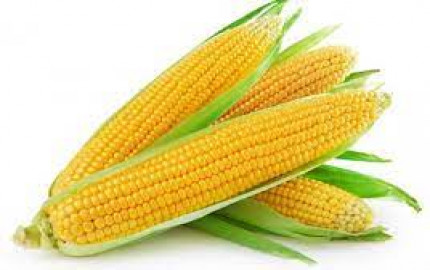 Maize (Corn) Prices Trend, Monitor, News, Analytics and Forecast | ChemAnalyst