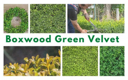 Boxwood Green Velvet: A Verdant Addition to Your UK Garden