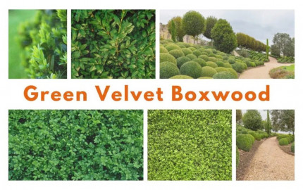 Green Velvet Boxwood: Adding Elegance to UK Gardens